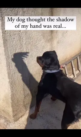 @Funny videos @Funny videos  @Funny videos #cute #dog #kids #baby #family #foryou #tiktok #fyp #animals #trending #funny #babiesoftiktok #duet #dogsoftikto #fürdich 
