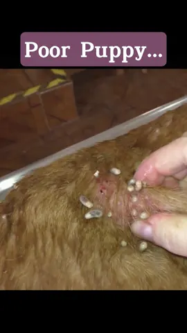 Omg!!! #dog #amazing #tiktok #viral #foryou #dogrescue #dogsoftiktok #doglover #doglove 
