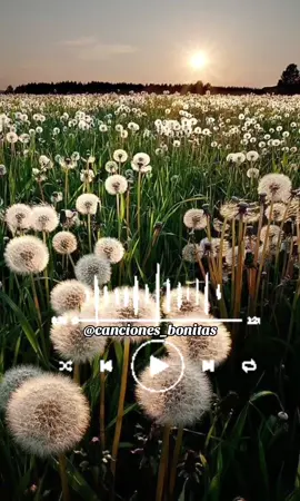 Un millon de primaveras #unmillondeprimaveras #VicenteFernandez #millonario #music #amor #parati #canciones #fyp #viral #Love #music 