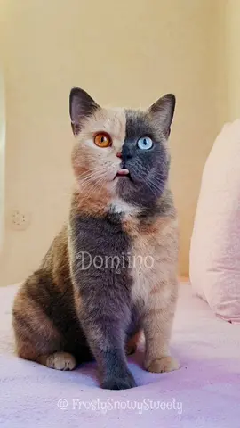 Followme in IG: Queen Domiino  Hello friends #Frosty #QueenDomiino #oddeyedcat  #britishshorthair #chimera #bsh #gatostiktok #katzen #oddeyes #catsoftiktok #tortiecat 20:20