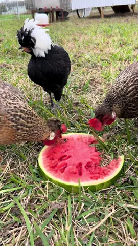 Anyone else feed their chickens watermelon?? 🍉  #watermelon #food #eating #eatingasmr #hungry #snack #farmlife #chicken #chickens #farmanimals 