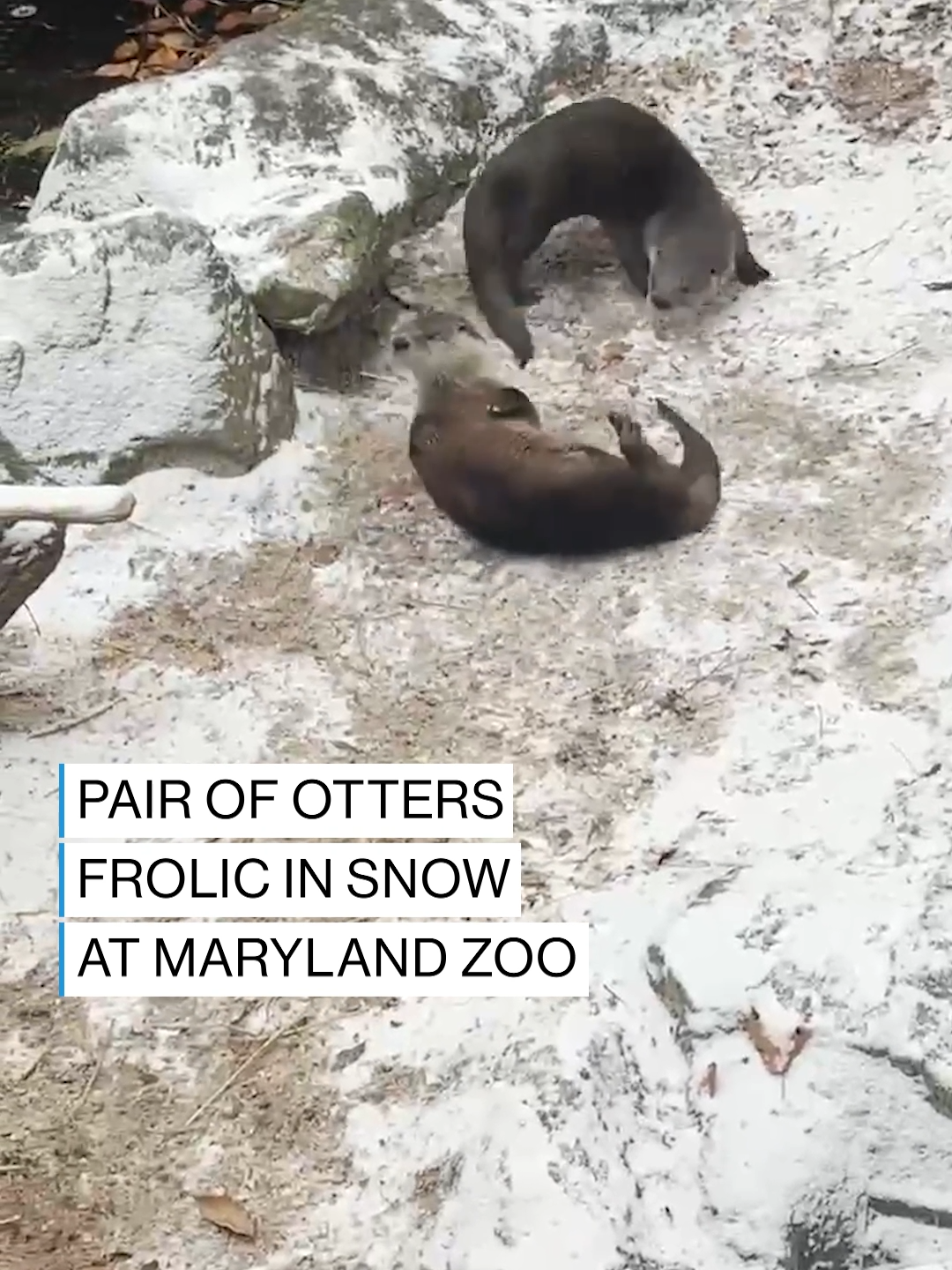 SNOW DAY! Footage from the Maryland Zoo in Baltimore captured two otters enjoying a day with freshly fallen snow, running around their enclosure and wrestling on the ground. #news #otters #maryland #marylandzoo