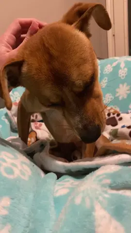 Gomez is finally warming up to me and learning what its like to be in a loving foster home instead of the scary shelter! 🥺 Please adopt don’t shop so more dogs like him can be saved ❤️ #dogrescue #rescuedog #spayandneuter #doglover #shelterdogs #rescuedismyfavoritebreed #fypppp #cutedogs 
