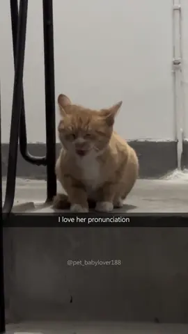 I love her pronunciation 🥰 #cat #cats #cutecat #catlover #catsoftiktok #fyp #foryou #foryoupage #funny #fypシ #funnycat #funnyvideos #funnytiktok #funnyanimals #kitty 