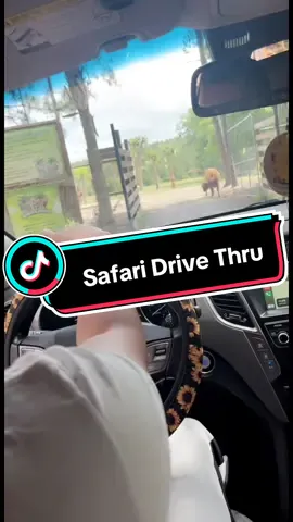 Yall don’t even want to see what happened when we actually made it pass the bull 🤣💀  #blowthisup #real #video #growmyaccount #TrendTok #TrendTokApp #safari #explore 