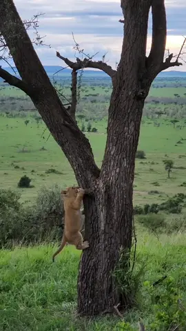 Tree Climbing Lions are found in Ishasha Sector of Queen Elizabeth National Park in Uganda. Here Cubs were practicing how to master this mesmerizing skill. Join us today on a Journey of Discovery and Adventure and let us show you the best we offer. Website: www.arcadiasafaris.com  Email: info@arcadiasafaris.com  WhatsApp us on: +256-705-511-648 / +256-776-476-272 #foryou #foryourpage #booknow #arcadiasafaris #budgetfriendly #solotraveler #ecofriendly #ExploreUganda #treeclimbinglions #lions #africa #holidayseason #honeymoon #naturelovers #happynewyear #2024 #bucketlist #uk #usa #italy #germany #france #europe #asia #southamerica #argentina #portugal #trending #trending 