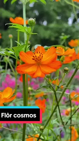 Flôr cosmos laranja#plantas #borboletas #natureza 
