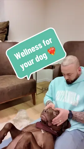 Wellness for your dog 💚💚💚 #foryou #Love #dogsoftiktok #animals #chiropractortiktok #hundevideos #asmr #hundevideos 