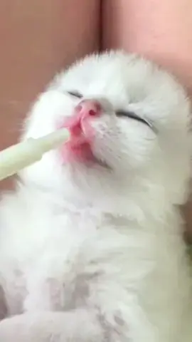 Cute kittens compilation 🥰  #cat #funnyvideos #funnycat #katze #kedi 