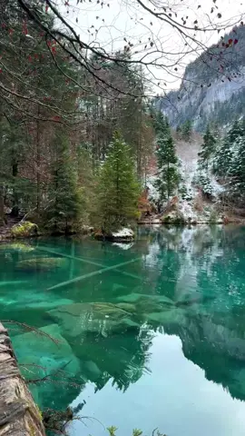 📍 Blausee, Switzerland 🇨🇭 Follow me for daily Swiss Content 🇨🇭 🎥 by @swissmici  #switzerland #mountains #schweiz #swissalps #myswitzerland #nature #inlovewithswitzerland #Hiking #swiss #alps #wanderlust #visitswitzerland #travel #jungfrauregion #suisse #landscape #bern #thunersee #kandersteg #blickheimat #grindelwald #lauterbrunnen #interlaken #lake #switzerlandpictures #berneroberland #blauseelake #swissmountains #switzerlandwonderland #blausee 