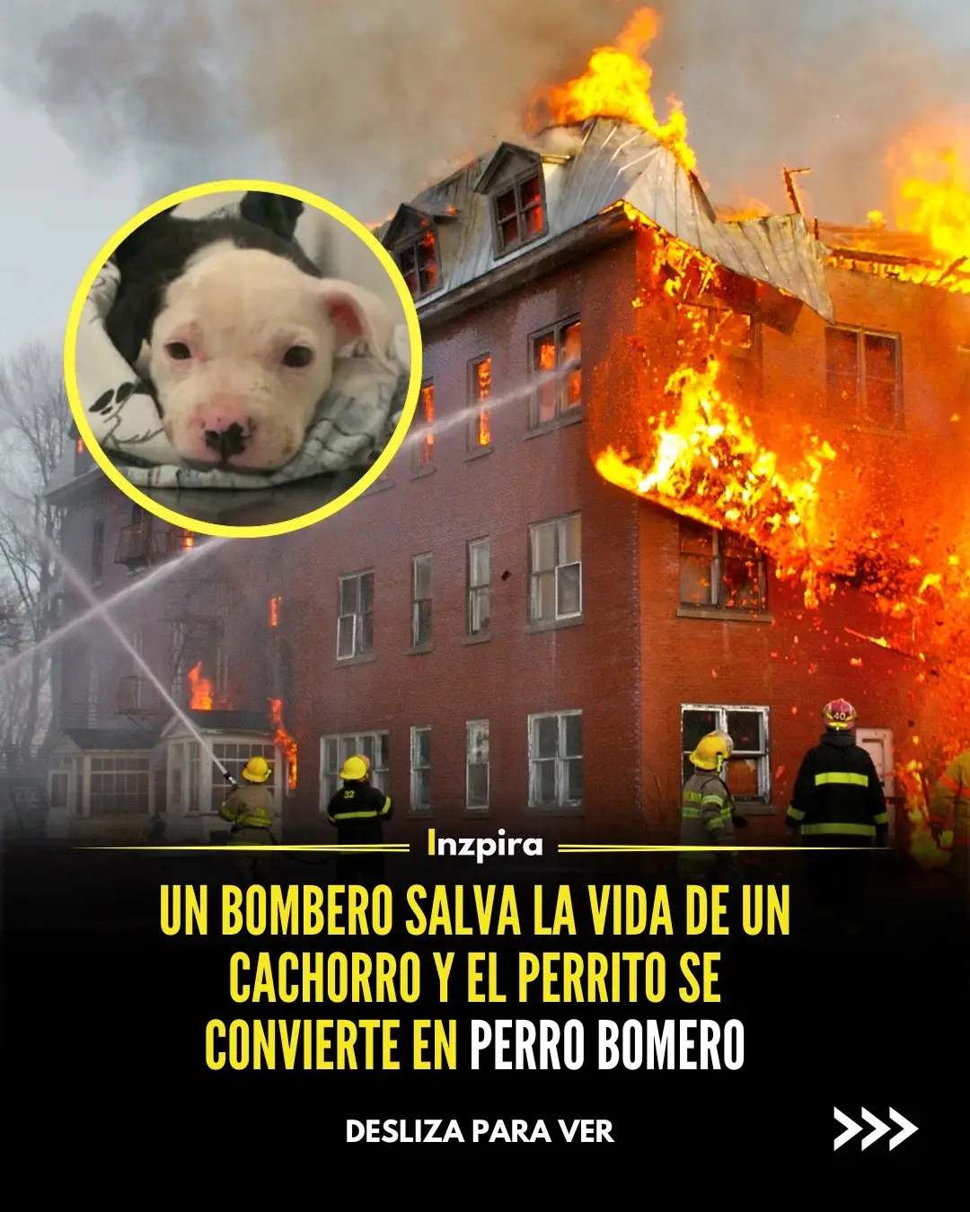 Cuando el bombero Bill Lindler sacó a un cachorro de tres semanas de una casa en llamas, no sabía si sobreviviría. El cachorro, Jake, tenía quemaduras en entre el 50% y el 75% de su cuerpo. Bill sabía que el cachorro necesitaría un hogar bueno y cariñoso para tener posibilidades de sobrevivir, así que lo adoptó. Jake acabó conquistando los corazones de todo el cuerpo de bomberos, y pronto nadie podía imaginarse el parque de bomberos sin él. El alcalde de la ciudad nombró a Jake bombero honorario, y sigue levantando la moral del parque de bomberos todos los días. #motivacion #inspiracion #inspira #perrito #bomberos #adopcion 🐕