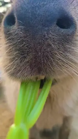 Immersive Muckbang Experience! #capybaramemes #capybaratiktok #capybara #viralvideo #animal #fyp #muckbang 