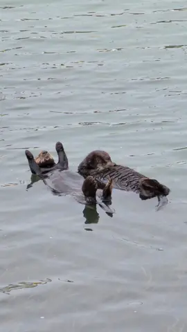 Bask in the Glory of This Otter! #otter #otters #ottersoftiktok #otterlove #otterlover #seaotter #seaotters #seaottersoftiktok #animalsoftiktok #cuteanimalsoftiktok #animal #animals #cuteanimal #cuteanimals #morrobay #morrorock #california #nature #wildlife #cute #grooming #groomingtime #foryoupage #foryou #follow #viralvideo  #fyp #swimming #onback #bask  #glory 