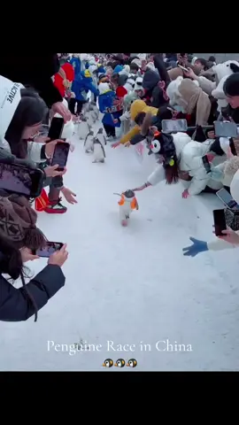 Penguine Race in Xhingai China 🐧🥹  #foryou #viralvideo #fyp #100kviews #fyppppppppppppppppppppppp #foryoupage #trendingvideo #tiktok #1million #5000k 