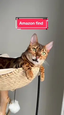 The best Amazon find 🥹💕 #catsoftiktok #catlover #bengal #bengalcat #amazonfinds #amazonmusthaves #amazonfavorites #cutecat 
