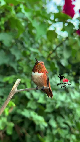 Happpy Friday from Mr. Allen 🧡✨ #hummingbirds #nature #allenshummingbird  . Share this video with friends and family to spread the joy of hummingbirds ✨ . . © All rights reserved.  Don’t use without permission.  . . . #birds #naturelover #Outdoors #birdwatching #gardenbirds #featherperfection #instabirds #wildlife #hummingbirdfeeder #backyardbirds #birdsinflight #hummingbird  #hummingbirdsoftiktok #asmr #foryou #vibes #WeekendVibes #viral #fyp #foryoupage #reels #birdreels #naturereels #reels__tiktok #viralvideo 