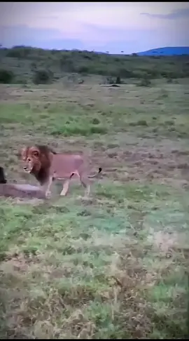 3 Kings Strengthening That Bro Bond #simba #lionsoftiktok #malelioncoalition #animals #animals #sabisands #lions #sabisands #lions #fyp #brothers 