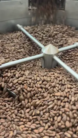 We roast 70kg of cacao beans at a time! We will produce approximately 14,000 napolitain pieces of finished chocolate from that amount of beans 🫘😋 In this video, the large rotating fan is actually cooling down the beans after they roast. If you don’t cool them down, they continue to retain their heat and consequently continue to roast - but over roasting can ruin a whole batch of cacao beans! So, it’s a very delicate process and requires expertise as well as constant attention. #maui #mauichocolate #kuia #roasting #cacao #lahaina #makingchocolate #chocolatefactory #cacaobeans