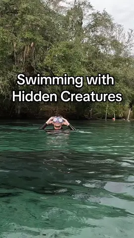 Check out the hidden creatures I found while swimming in Florida!  #creatures #hiddencreatures #manatee #fish #turtle #adventure 