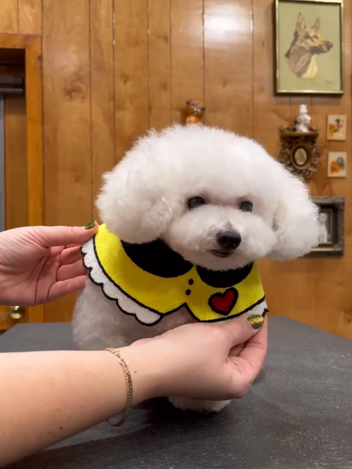 Part two of Bertie the sweet old lady poodle's ASMR haircut. She's literally giving Betty White and you can't tell me otherwise.  #dogasmr #seniordog #doggrooming #poodle #jessronagrooming