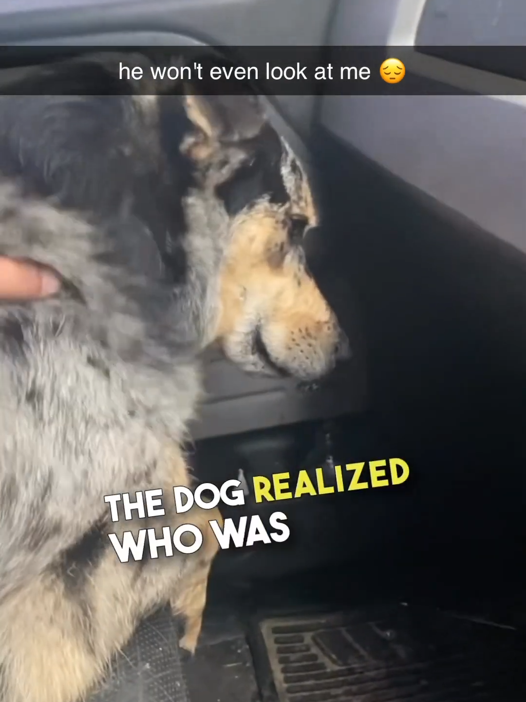 This dog thought he was getting replaced 😔 #dogvideos #dogs #saddog #brennanrogers #fyp #shorts  🎥 (@jeffreygainer via @collab)