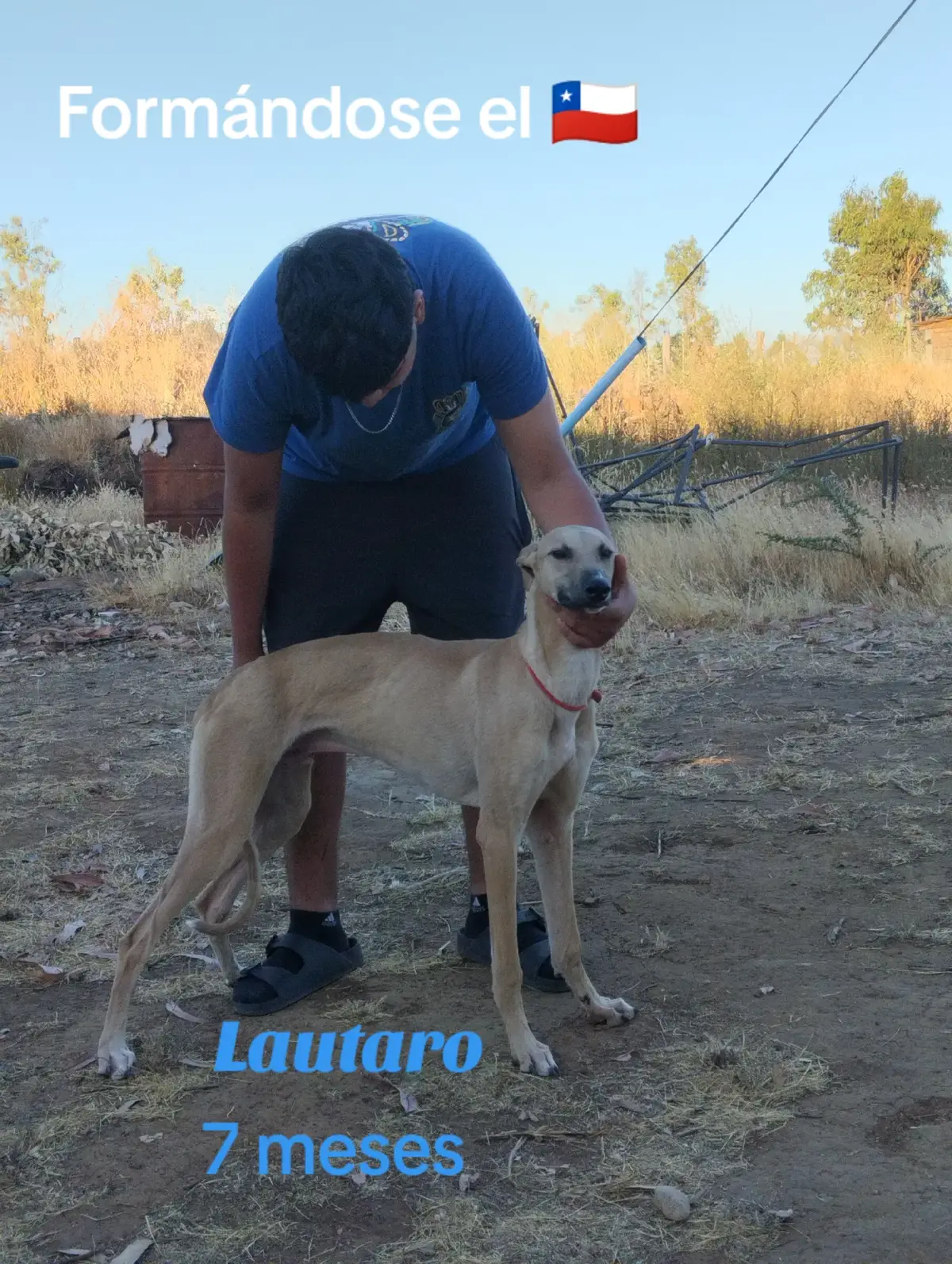 #galgos y liebres #pura Región del ñuble #llega luego temporada 2024