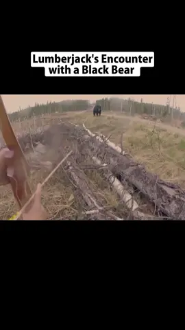 Lumberjack's Encounter with a Black Bear  #foryourpage #funnyvideos #animalworlds #animalworldoftiktok 