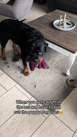 #rottweiler #dogsoftiktok #fyp 