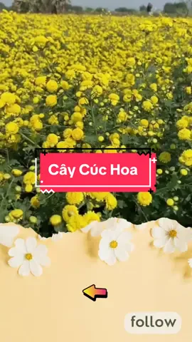 Danh sách 70 cây thuốc nam theo quy định của bôn y tế. Phần 17 : Cúc Hoa. #hoacuc #trahoacuc #trathaomoc #thuocnamsuckhoe 