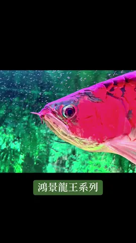 #龍王 #龍魚 #紅龍 #血紅龍 #arowana #fish #辣椒紅龍 #赤焰超龍王 #赤焰龍王 #鴻景水族  15歲血紅龍 #15year 