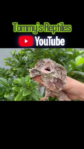 FRILLED DRAGON VIDEO IS OUT!🎥#frilleddragon #lizard #reptile #animals #wildlife #nature