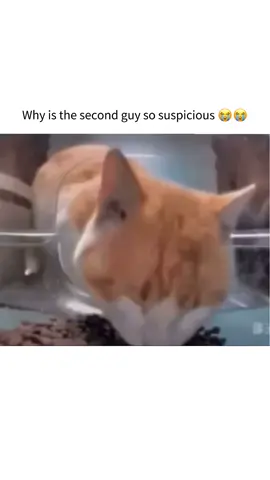 😹😭👀 #funnyvideos #funnycats #cat #fyp 