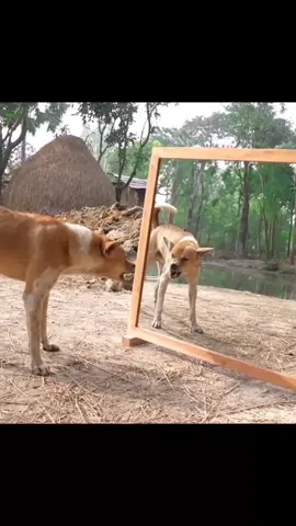 how funny when look in the mirror #viraltiktok #dog #funny #pet 
