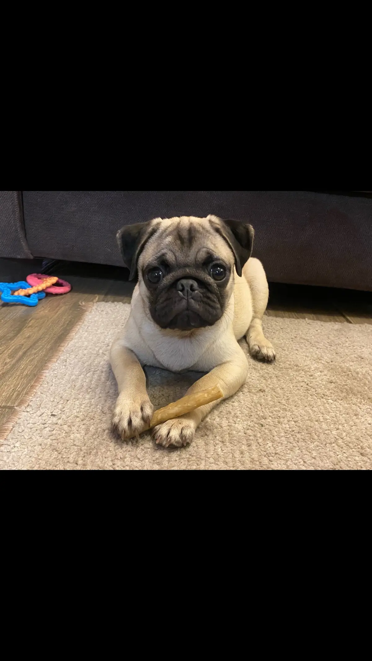 Soy un 10/10 ♥️🥰 #tiktok #parati #pug 