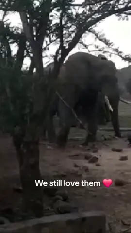 After a long hard day walking trails 👣 we were looking forward to having a nice warm dinner. Suddenly a thirsty herd of elephant's raided our water tanks. In our haste to get to safety we forgot to grab our pot of delicious stew 😋 The rest is history. #bhejanenaturetraining #fgasa #elephants #campinglife #safari #fyp 