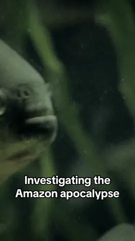 Could the #piranhas have been triggered to attack? #RiverMonsters
