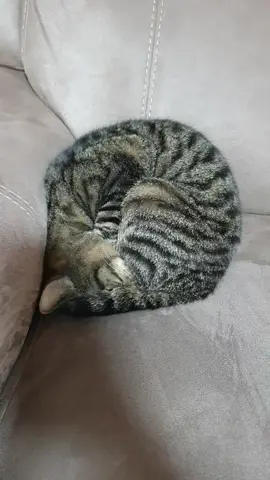 #catsoftiktok #sleepingcat 