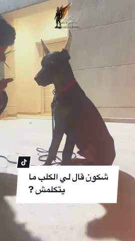 Chiro Doberman parle en anglais  . . . @🇹🇳 Di Angel Dogs Club 🇹🇳  @🇹🇳 Di Angel Dogs Club 🇹🇳  @🇹🇳 Di Angel Dogs Club 🇹🇳 . . . . @Zaid @I am The Don @medbillarouri @🇹🇳 Team Bully Tunisia 🇹🇳 @Dabbous Bechir @Chowchow5225  .. . #doberman #dogspeaking #dog #likeaboss #like #night #dobs #puppy #k9 #video #trending #lol #bts #rangerover #tunisia #english #الشعب_الصيني_ماله_حل😂😂 