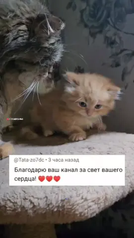 Кошка Пушинка подарила младшему братику свет своего сердца 🐈💗🐈 #catslove