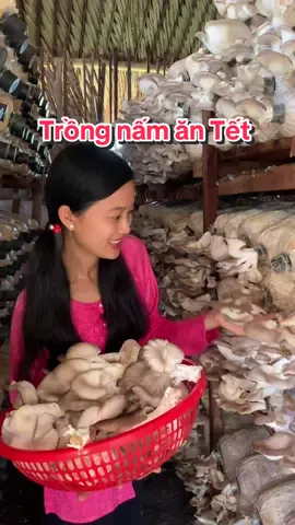 Trồng nấm ăn Tết nhe bà con #cônấm #cô_nấm #phôinấm #trồngnấm #nấm #trồngnấmtạinhà #trồngnấmsạchtạinha #LearnOnTikTok 