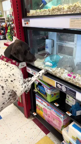But Mom they run around like me! Can O have them? #gspoftheday #olafthegsp #funnydogvideos #dogmomlife #cutedogs 