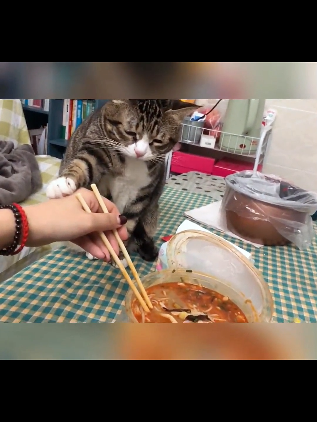 😂“The cat suspects if I'm eating shit”#catsoftiktok #cats #cutepet #catlovers #pet #cutecat #fypシ゚viral #fyp #foryourpage #foryoupageofficiall #cattiktoks #fypシ゚viral