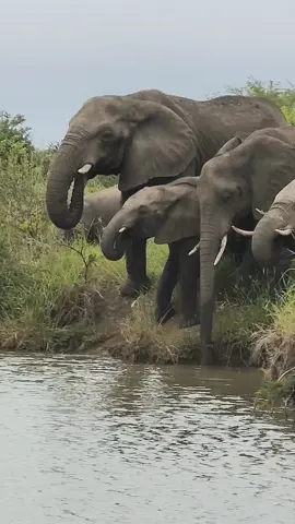 A close-up sighting of a small elephant herd quenching their thirst at a watering hole in Kruger Park. Witness these gentle giants as they indulge in a communal drinking session, showcasing the harmonious dynamics within the elephant family. #elephant #big5safari #safari #safaricom #safariafrica #safariwildlife #krugersightigs #krugerwildlife #krugernationalpark #shortfilm #nature #nationalgeographic #wildplanet #wildafrica #wildlife #photography #shortfilm #krugernatinalpark 