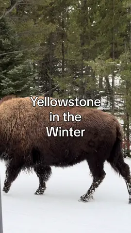 yellowstone in the winter is simply magical  #fyp #montana #yellowstoneinwinter 