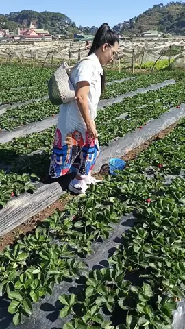 strawberry picking 🍓 #strawberrypicking  #fun 