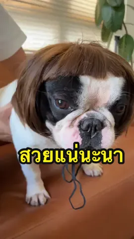 นาใส่ผมอันนี้แล้วน่ารักจริงๆเลยนะ #บู้บี้ #บู้บี้ผู้ชายหวานหวาน #VoiceEffects #francebulldog #เฟรนบูลด็อกไทยแลนด์ #เฟรนช์บลูด็อก #หมาตลกสุนัขตลกๆฮาๆ555 #สวนสัตว์tiktok #ปรีดา #แก๊ง3ซ่าหมาพาไป #หมาน่ารัก #ฟ้ามีตานาใส่วิก ##ผมสวย 