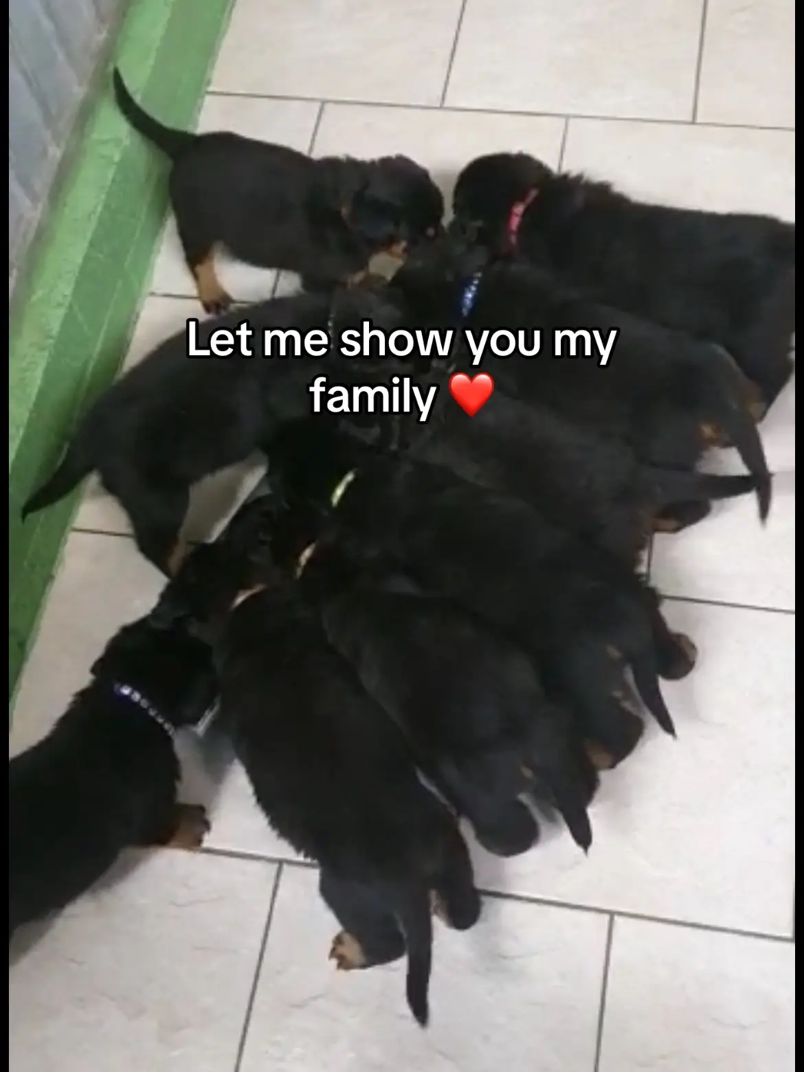 #rottweiler #dogsoftiktok #fyp 