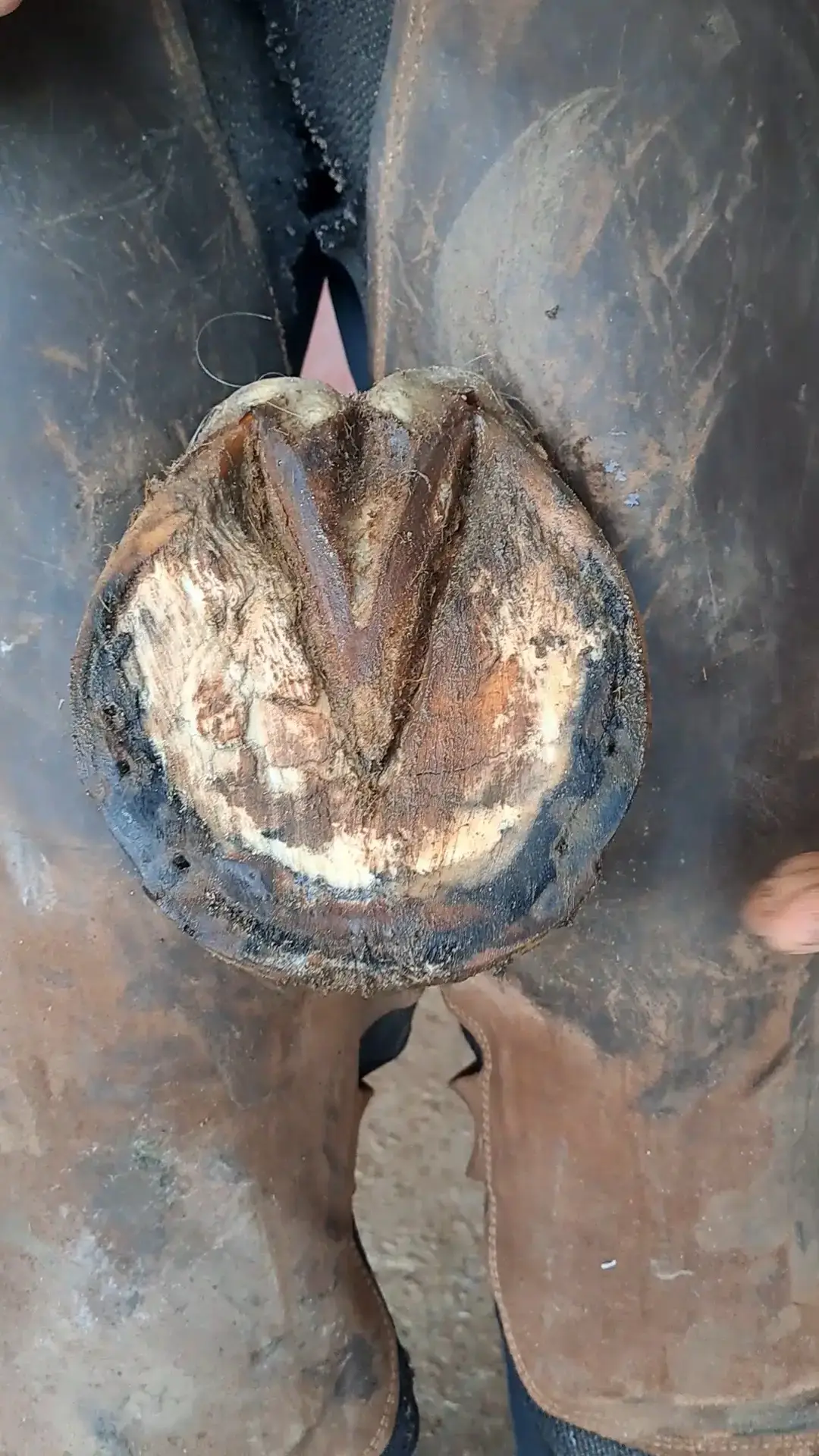 #farrier #horse #beforeandafter #foryourpage #satisfying 