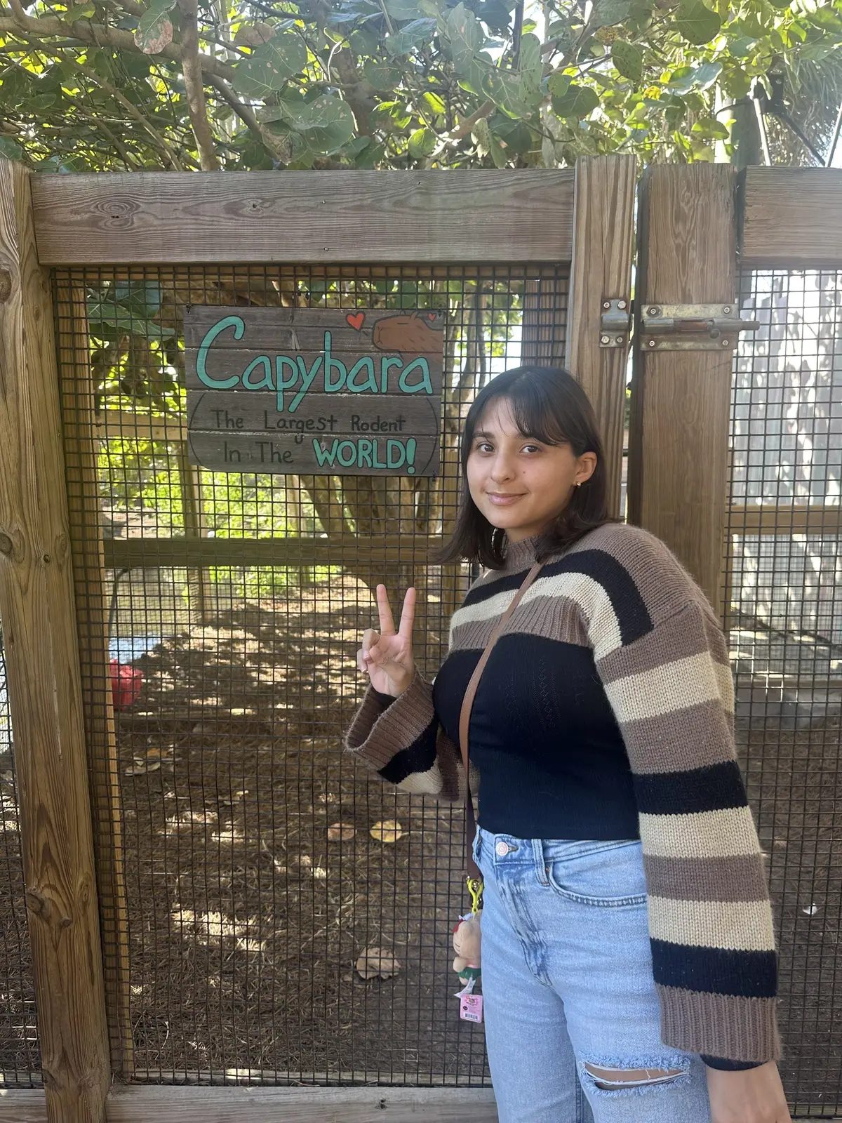 CAPYBARA ‼️‼️ #fyp #fypシ #foryou #foryoupage #explore #nature #photography #capybara #capybaras #capybaratiktok #orlando #gatorland #gatorlandorlando 