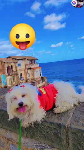 #rita #المجنونة 🤣 #dog cute  #dogcute🐶♥️✨ #dogcuted #dogcute♥♥♥🐩#كانيش # #bichon  #bichonfrise  #bichonmaltese  #كلاب_كيوت  #كلاب_كيوت❤🖤  #كلاب_صغيرة_كيوت🐶  #مشاكس  #مشاكسة☻✘  #🐶🐕 #🐶🐰 #🐶🐶 #🐶🐶🐶😘😘😘 #🐶🐶🐶 #🐶❤️ #🐶🐶🐶🐶 #tiktok #🇩🇿🇩🇿🇩🇿🇩🇿🇩🇿🇩🇿🇩🇿🇩🇿🇩🇿🇩🇿💪💪💪💪💪💪💪💪💪🇩🇿💪 